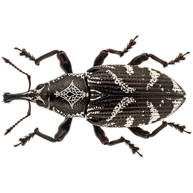 American dog tick (Dermacentor variabilis)