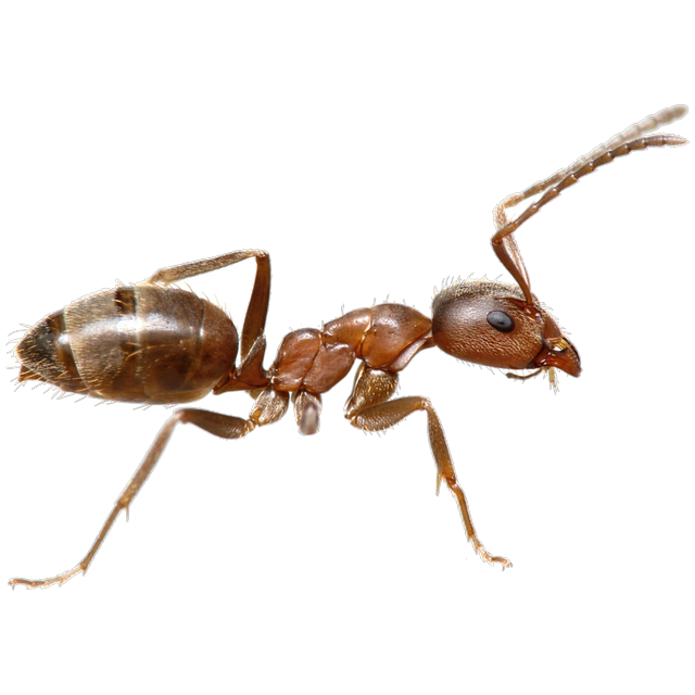 Argentine ant (Linepithema humile)
