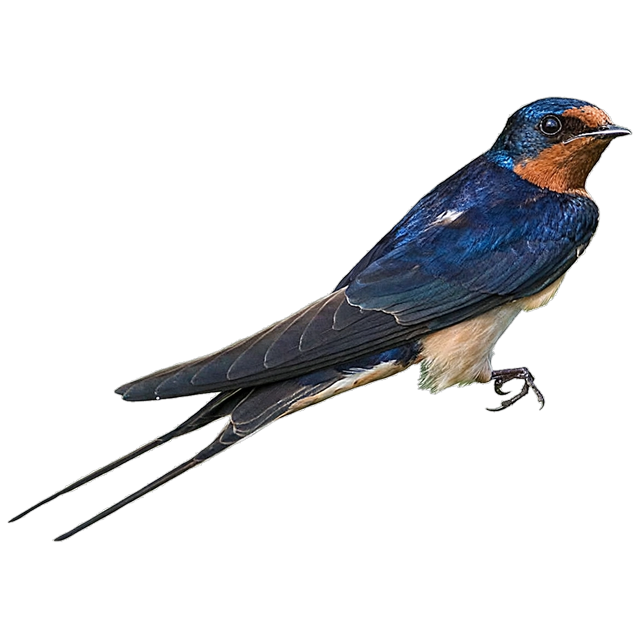 Barn swallow (Hirundo rustica)