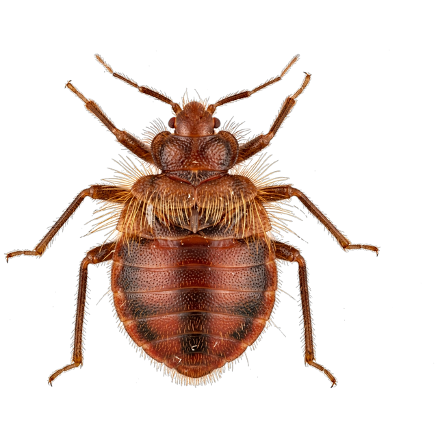 Bat bug (Cimex pilosellus)