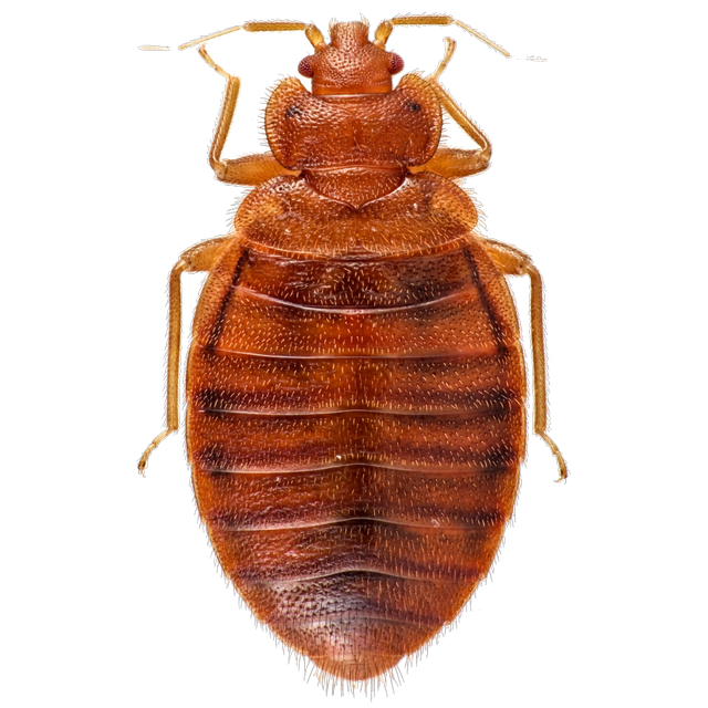 Bed bug (Cimex lectularius)