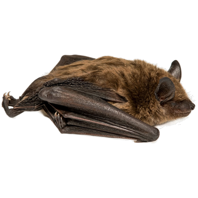 Big brown bat (Eptesicus fuscus)