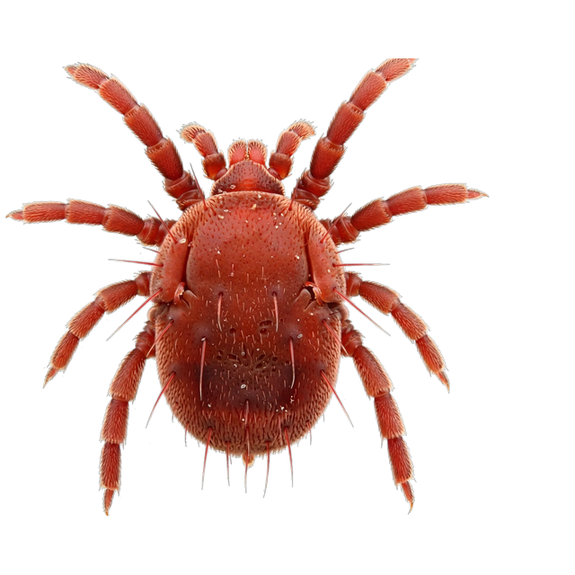 Bird mite (Ornithonyssus spp.)