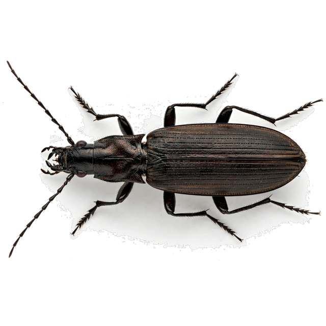 Black carpet beetle (Attagenus unicolor)