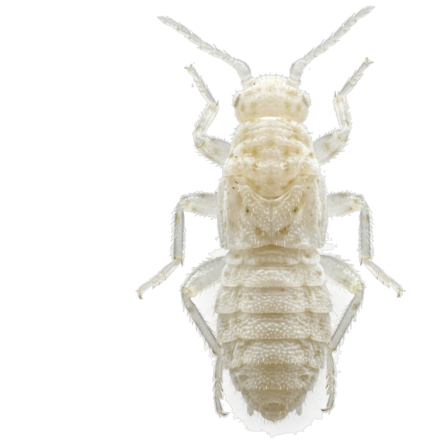 Booklouse (Liposcelis spp.)