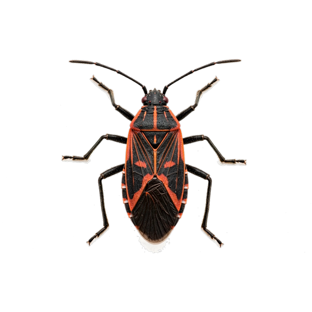 Boxelder bug (Boisea trivittata)