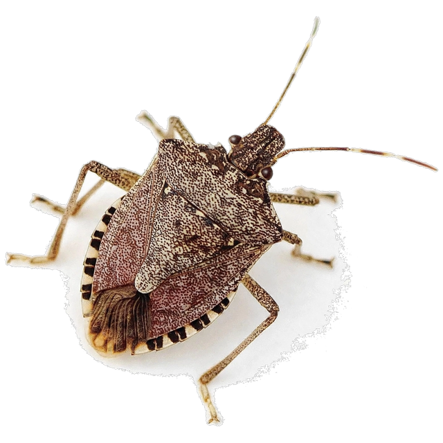 Brown marmorated stink bug (Halyomorpha halys)