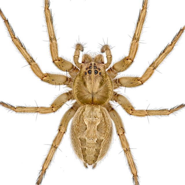 Brown recluse (Loxosceles reclusa)