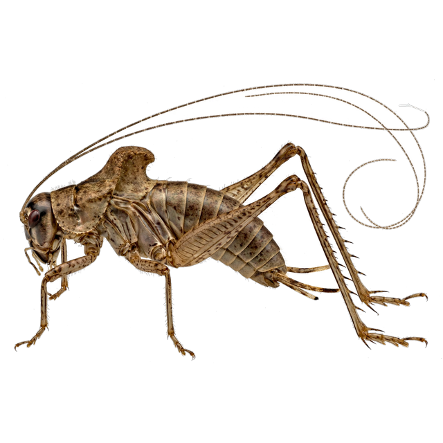 Camel cricket (Ceuthophilus spp.)
