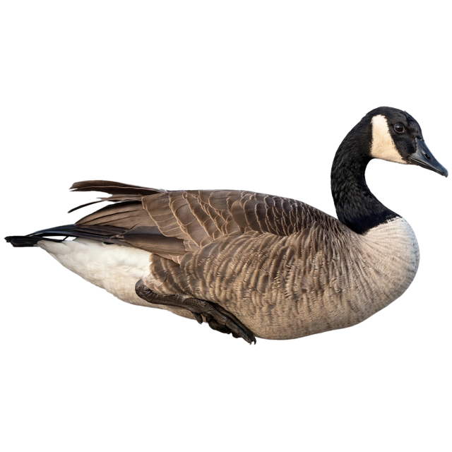 Canada goose (Branta canadensis)