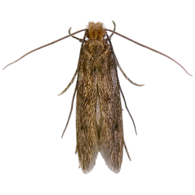 Casemaking clothes moth (Tinea pellionella)