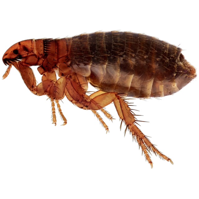 Cat flea (Ctenocephalides felis)