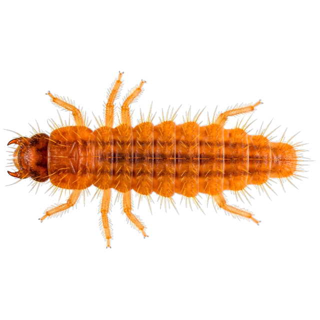 Chigger (Trombiculidae)
