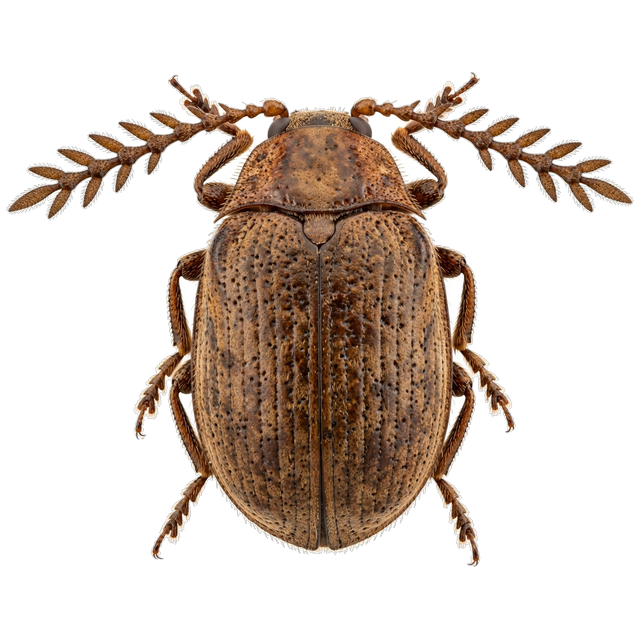 Cigarette beetle (Lasioderma serricorne)