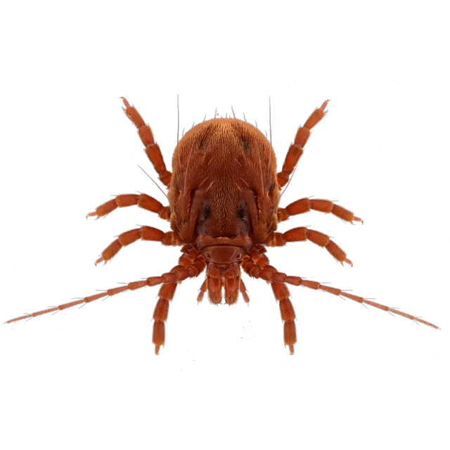Clover mite (Bryobia praetiosa)