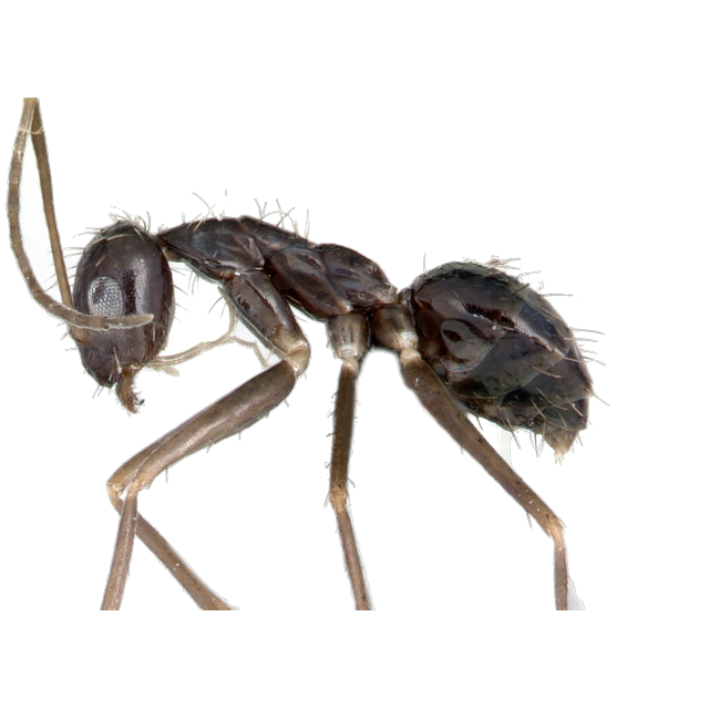 Crazy ant (Paratrechina longicornis)