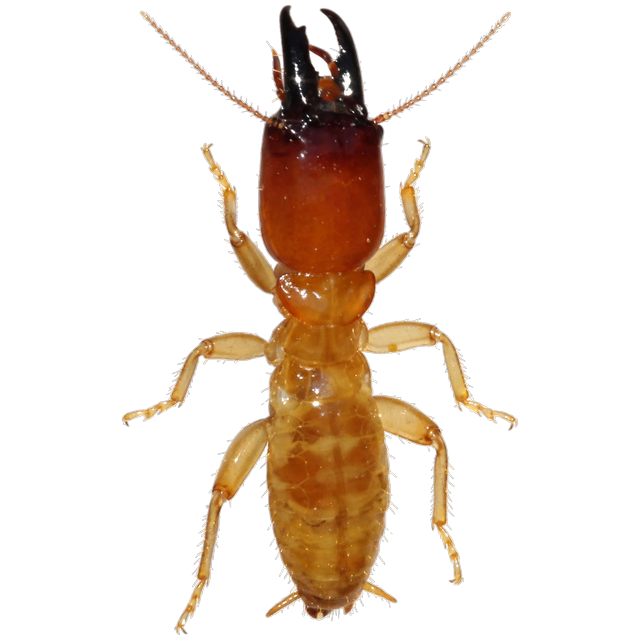 Dampwood termite (Zootermopsis spp.)