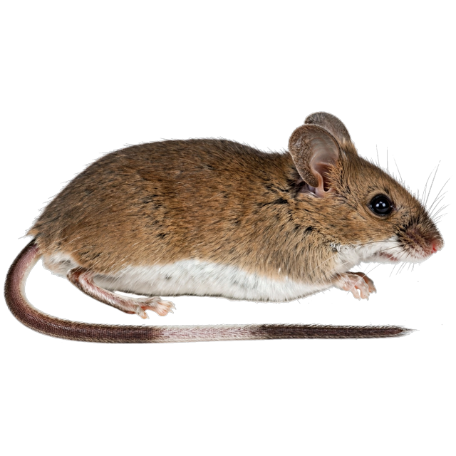 Deer mouse (Peromyscus maniculatus)