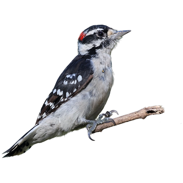 Downy woodpecker (Dryobates pubescens)