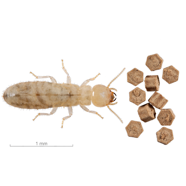 Drywood termite (Incisitermes spp.)