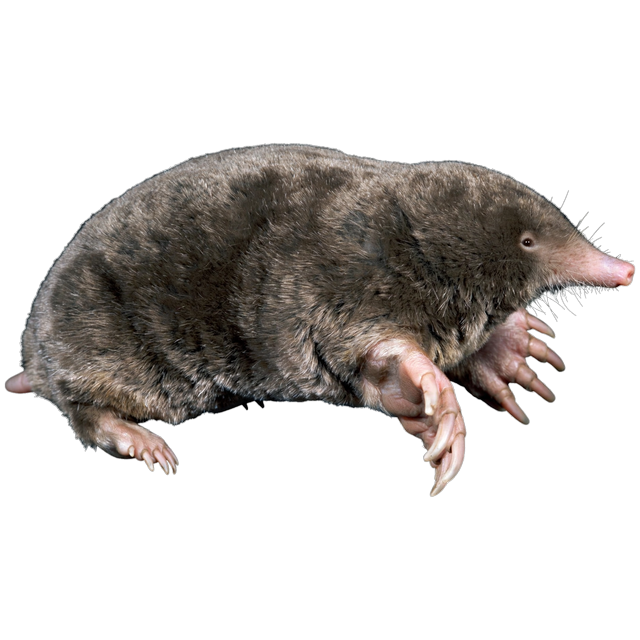 Eastern mole (Scalopus aquaticus)