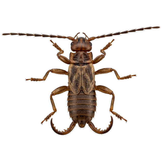 European earwig (Forficula auricularia)
