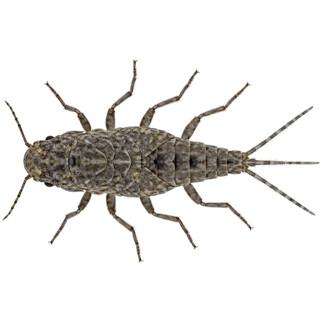 Firebrat (Thermobia domestica)