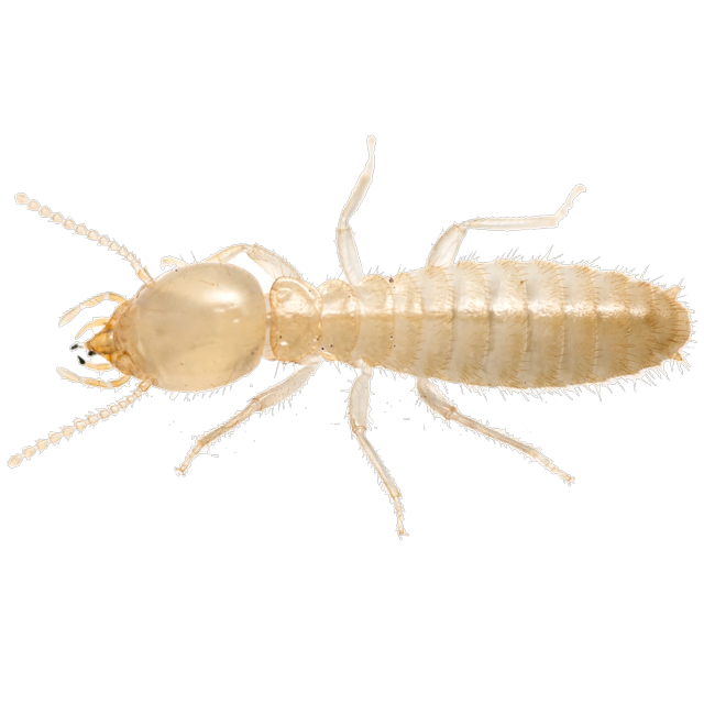 Formosan subterranean termite (Coptotermes formosanus)