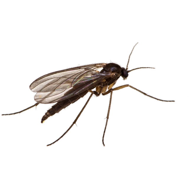 Fungus gnat (Bradysia spp.)