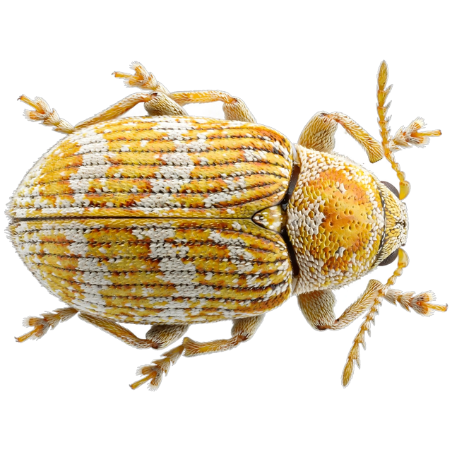 Furniture carpet beetle (Anthrenus flavipes)