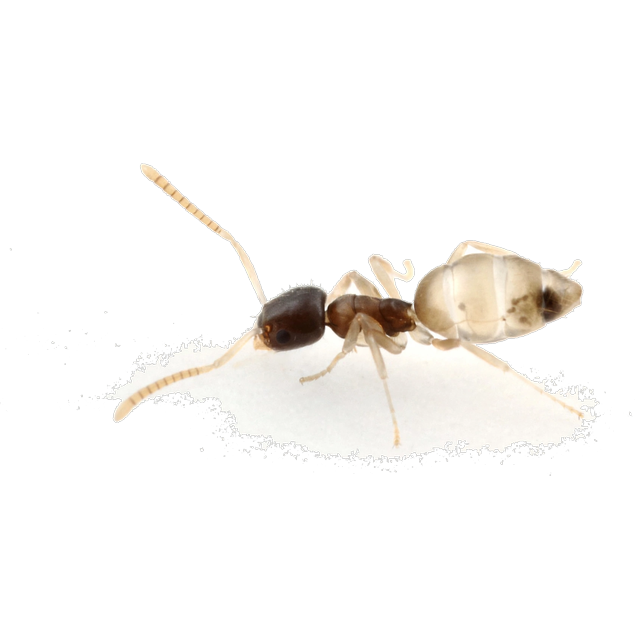 Ghost ant (Tapinoma melanocephalum)