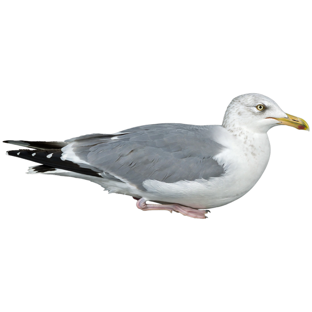 Gull (Larus spp.)