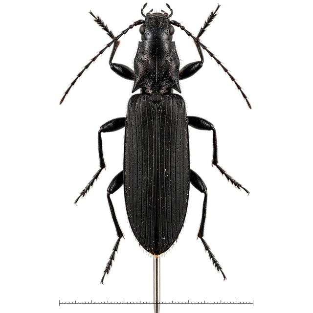 Hide beetle (Dermestes maculatus)