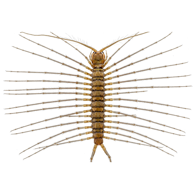 House centipede (Scutigera coleoptrata)