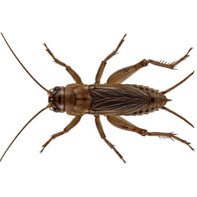 House cricket (Acheta domesticus)