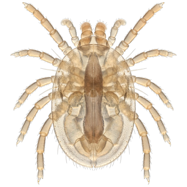House dust mite (Dermatophagoides spp.)