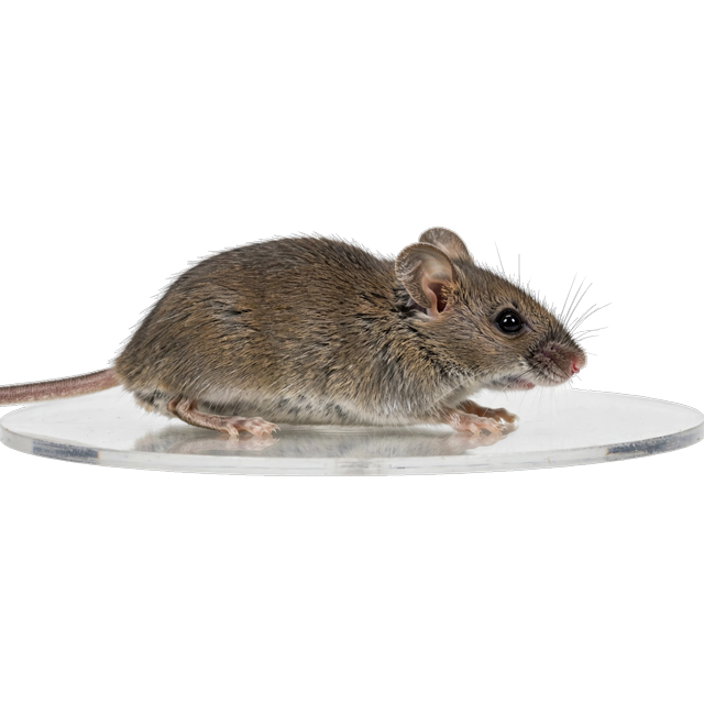 House mouse (Mus musculus)