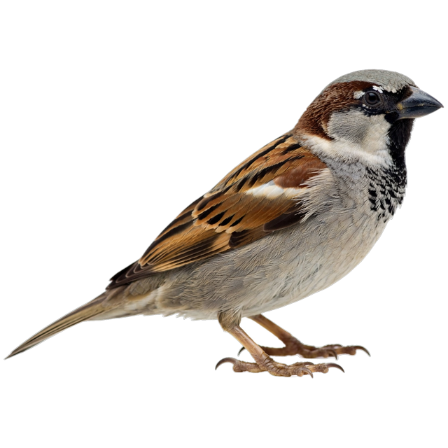 House sparrow (Passer domesticus)