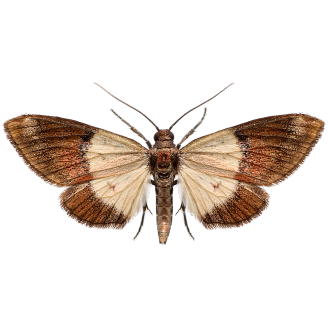 Indianmeal moth (Plodia interpunctella)