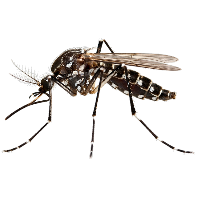 Inland floodwater mosquito (Aedes vexans)