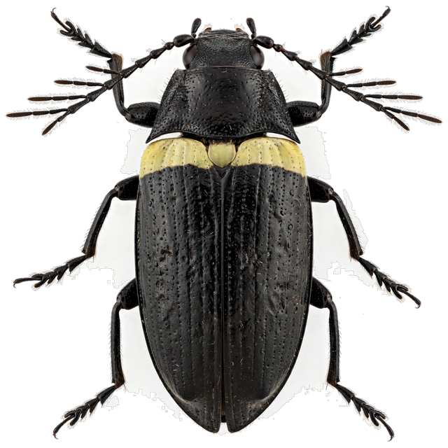 Larder beetle (Dermestes lardarius)
