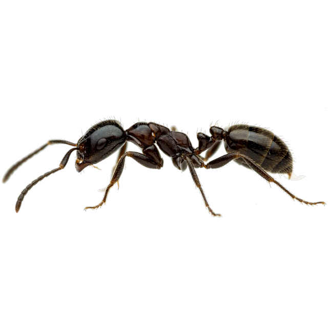 Little black ant (Monomorium minimum)