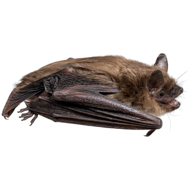 Little brown bat (Myotis lucifugus)