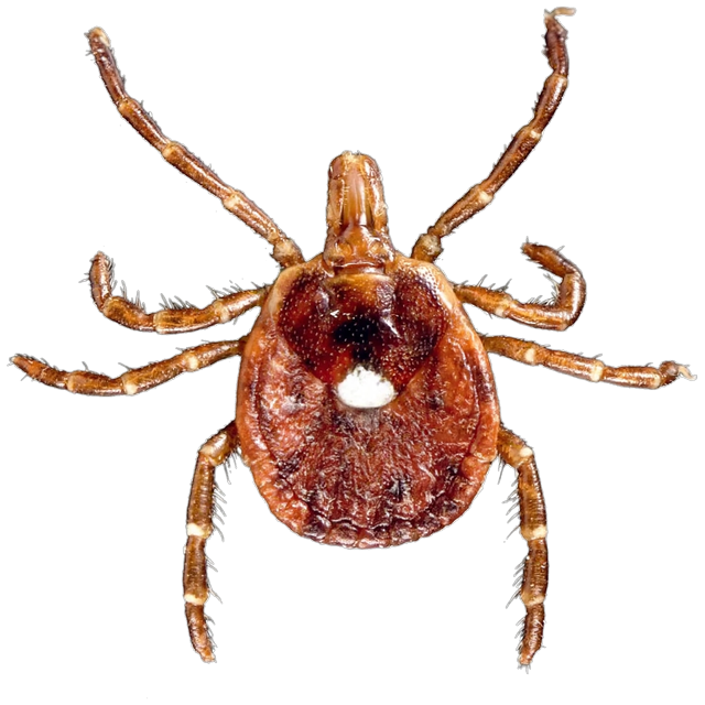 Lone star tick (Amblyomma americanum)