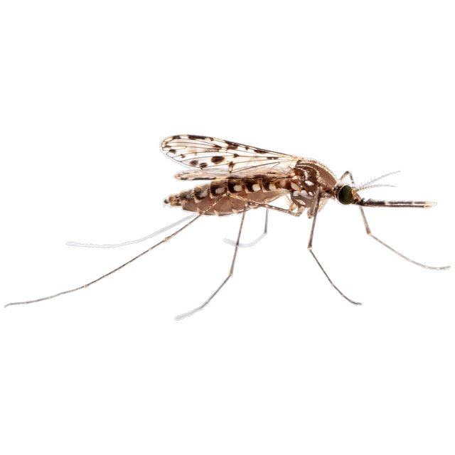 Malaria mosquito (Anopheles spp.)
