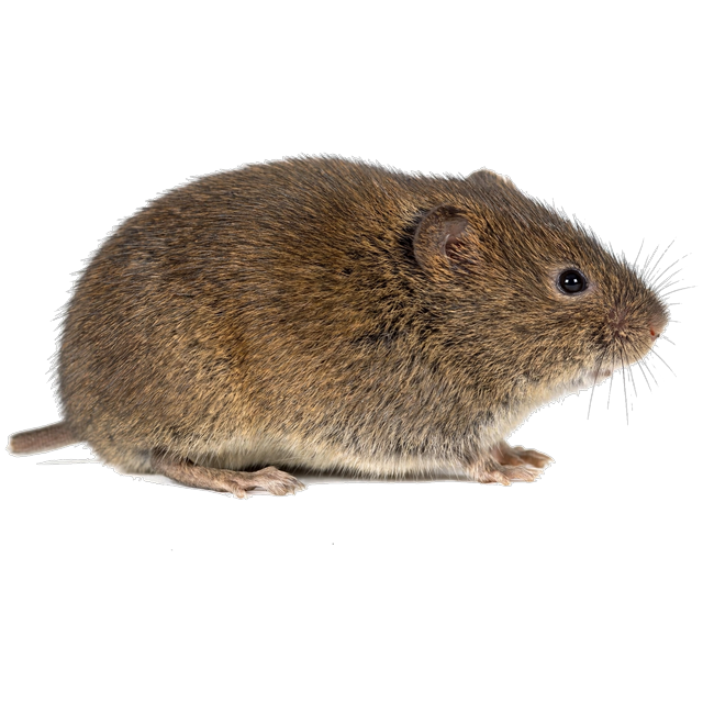 Meadow vole (Microtus pennsylvanicus)