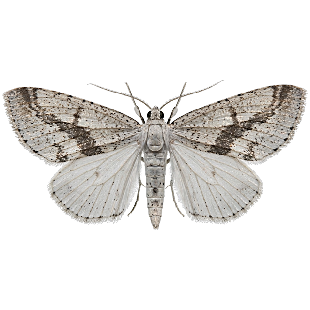 Mediterranean flour moth (Ephestia kuehniella)