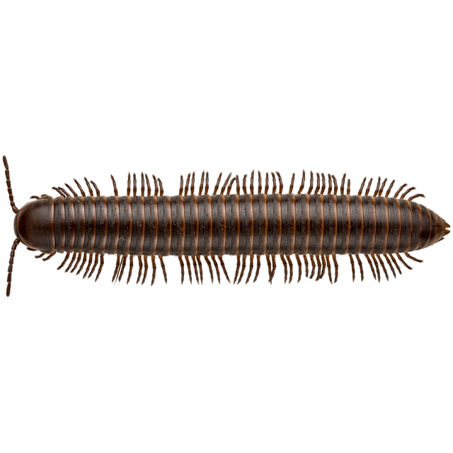 Millipede (Diplopoda)