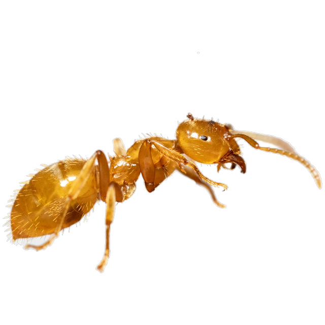 Moisture ant (Lasius spp.)