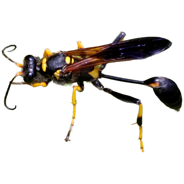 Mud dauber (Sceliphron caementarium)